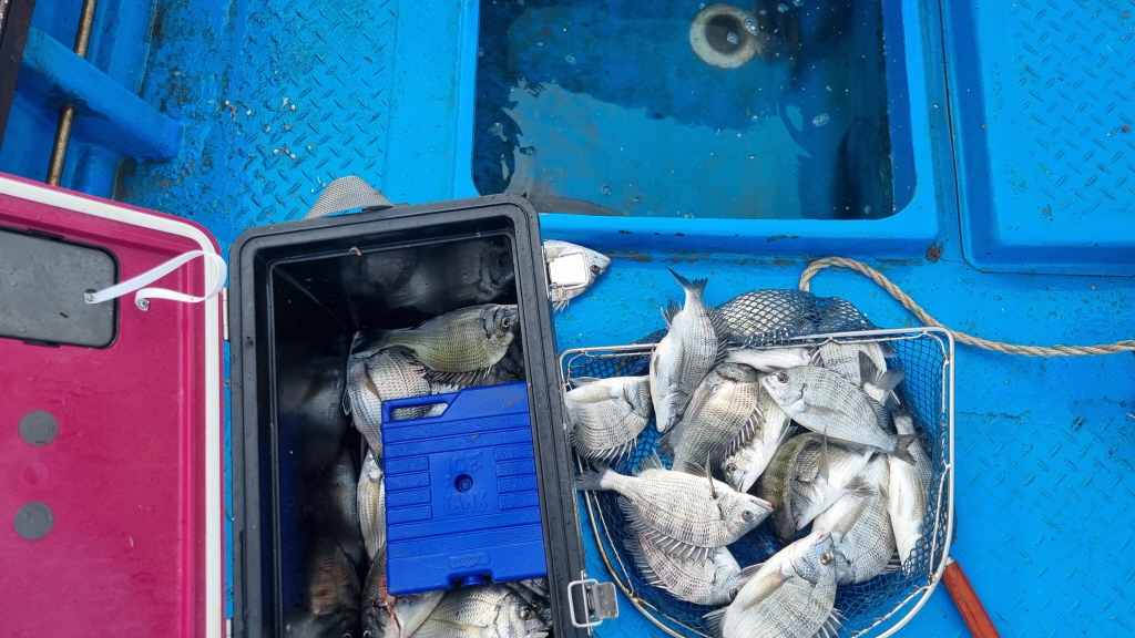fish_001.jpg