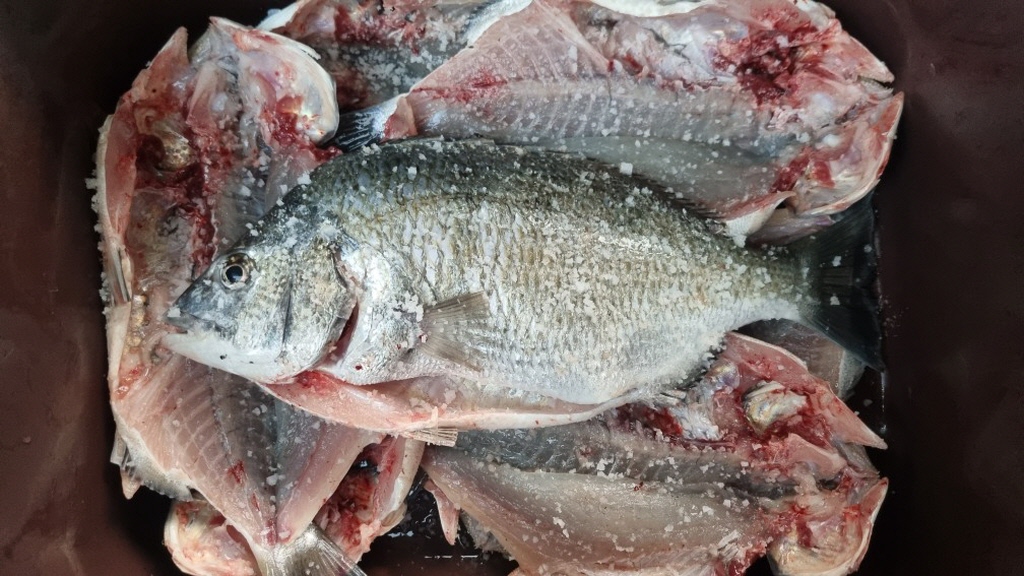 fish_02.jpg