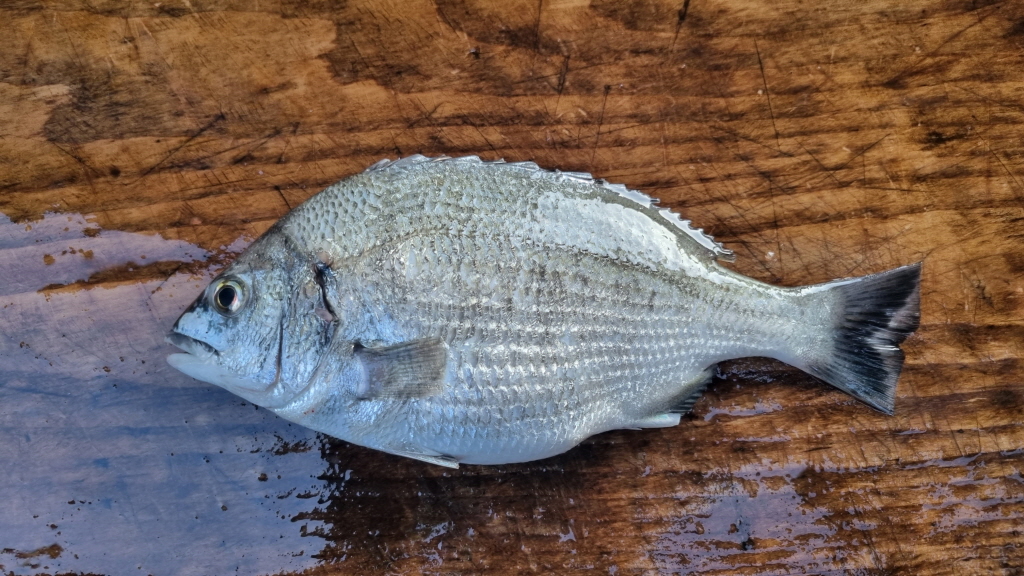 fish_003.jpg
