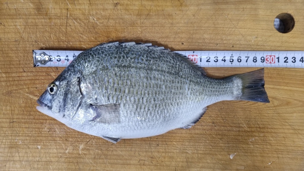 fish_01.jpg