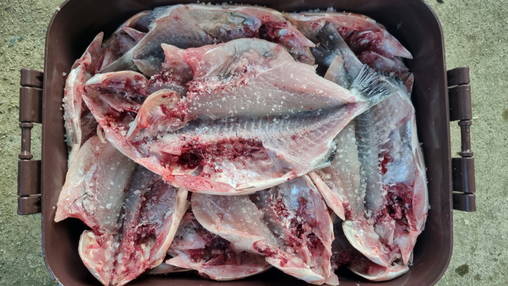 fish_004.jpg