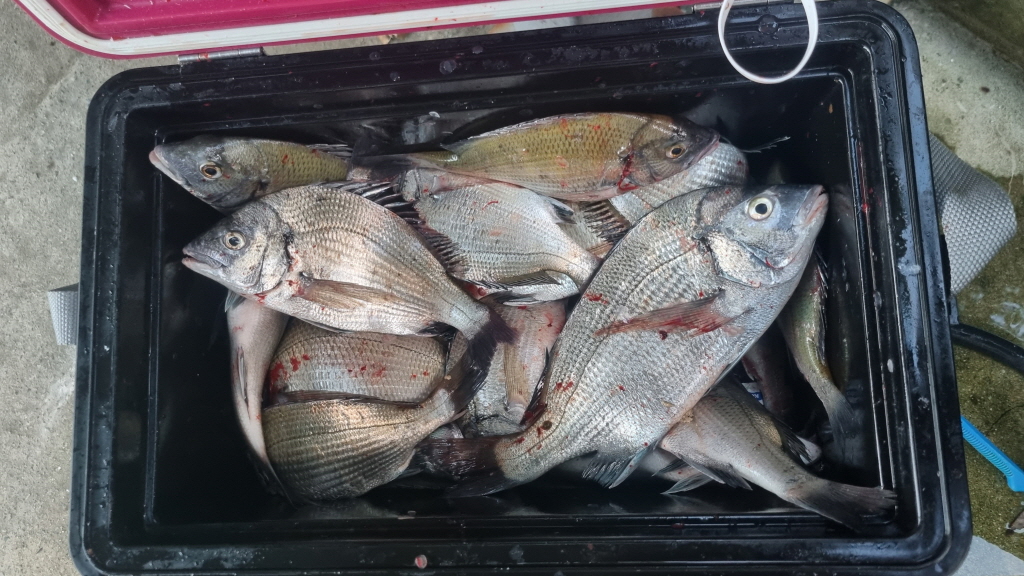 fish_002.jpg